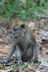 Long-tailed macaque Macaca fascicularis