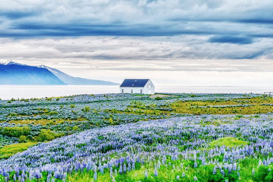 Classical Icelandic view of northern part of island. View on Norwegian sea. Blooming lupine flowers in foreground. Scene with lonely house at the coast of Atlantic ocean in Iceland.