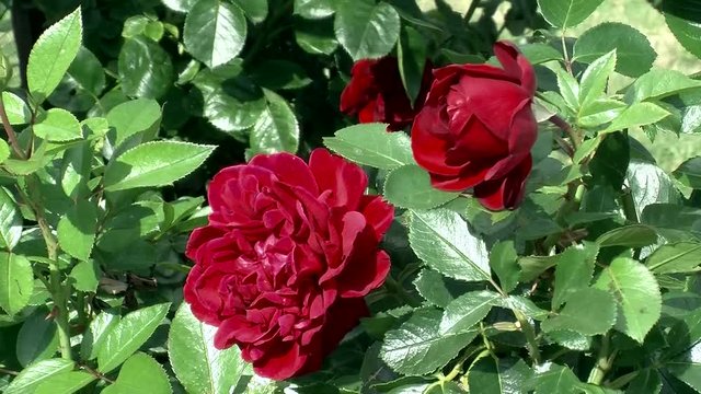 Edle rote Rosen bewegen sich im Wind