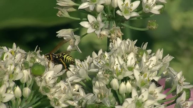 Eine Wespe mit anderen Insekten auf den weißen Blüten eines Schnittknoblauchs