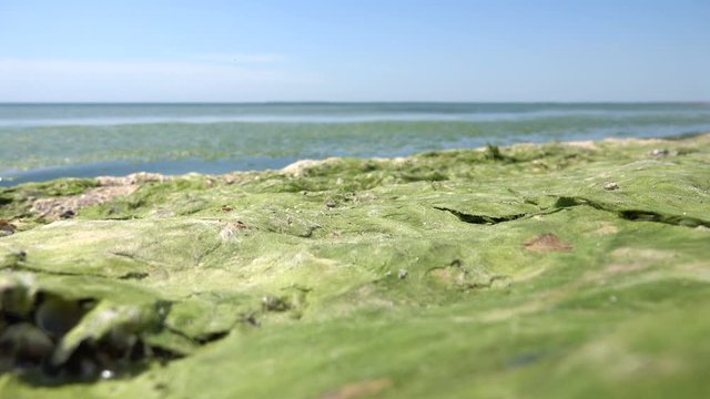 Contaminated Black Sea coast with green algae