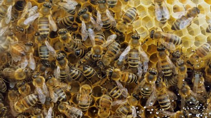 Beehive, swarm of bees and honey. Bee producing wax and building honeycombs from it. 4K