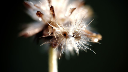 Macro shot of dandelion flower