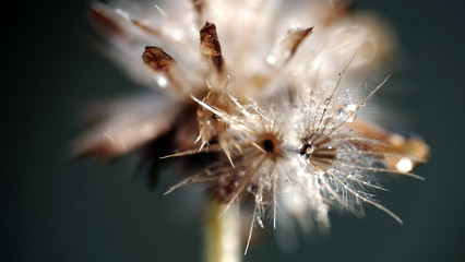 Macro shot of dandelion flower