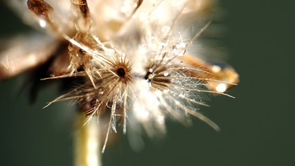 Fototapeta premium Makro z kwiatem mniszka lekarskiego