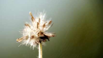 Macro shot of dandelion flower
