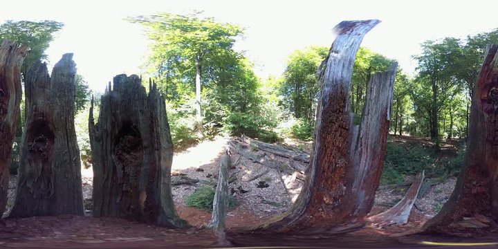 VR 360, Alte Baumruine, Vermoderter Eichenbaum, Totholz, VR, VR360, 360VR