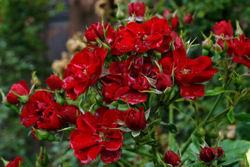 Drobne, intensywnie czerwone róże mokre po deszczu.