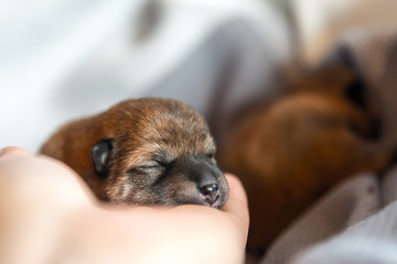 Newborn shiba inu puppy is sleeping.