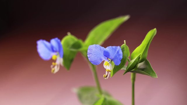 しぼむツユクサ　タイムラプス