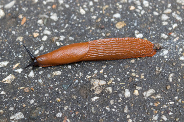 snail on pavement