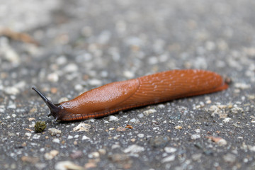 snail on pavement