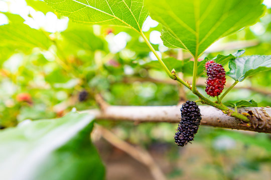 Fresh Mulberry on the tree ,copy space