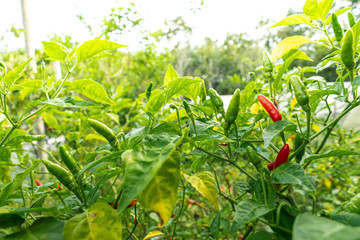 red chili pepper on the plant