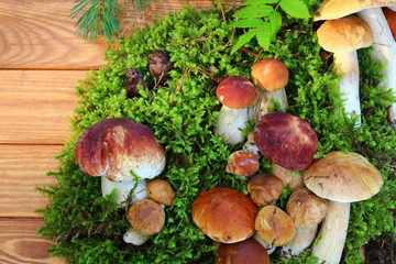 mushrooms in forest