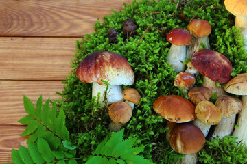 mushroom in forest