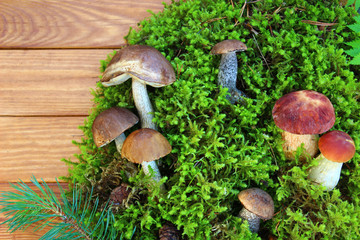 mushroom in the forest