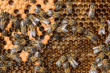 Bees with larva offspring, waiting for their growth