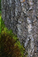 bark of a tree