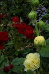 Żółta Malwa (Alcea) na tle czerwonych róż - obrazy, fototapety, plakaty