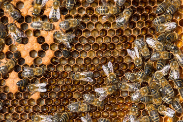 Bees with larva offspring, waiting for their growth