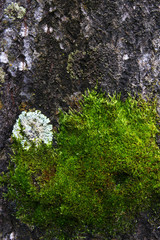 tree in the park