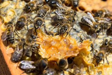 worker bees recomposing a broken honeycomb