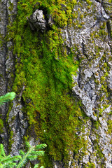 moss on tree