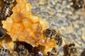 worker bees recomposing a broken honeycomb