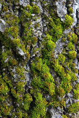 moss on tree