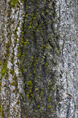 Fototapeta premium bark of a tree
