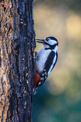 picchio rosso maggiore (Dendrocopos major)	