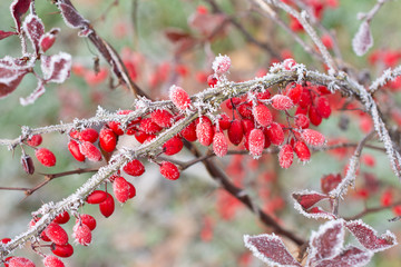 red berries in the snow