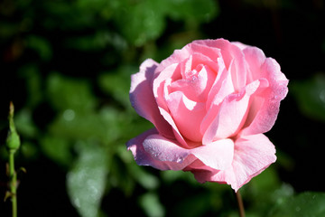 Beautiful pink rose covered with dew drops in a summer garden close-up