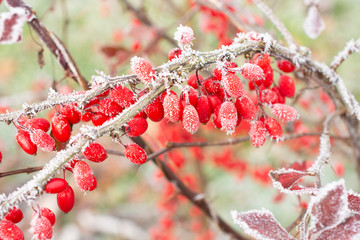 red berries in winter