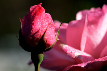 Fototapeta premium Beautiful pink rose covered with dew drops in a summer garden close-up