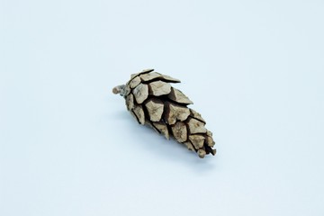 Spruce cone is located on a white background