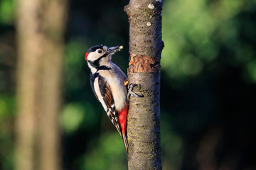picchio rosso maggiore (Dendrocopos major)