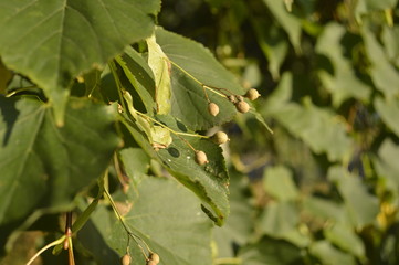 linden seeds