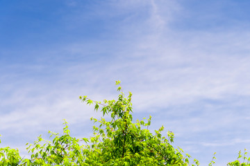 青空と緑　仙台の西公園