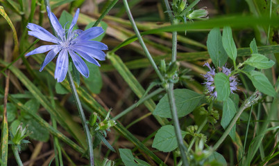 blue flowers in garden