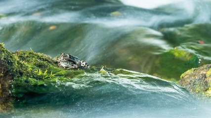 Toad basks on a cliff of a stormy river