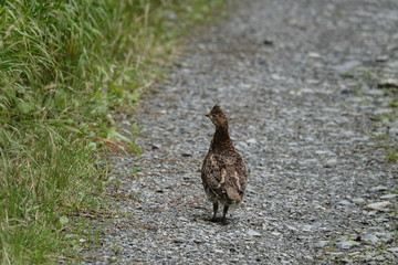 hazelgrouse hen on a way in the forest