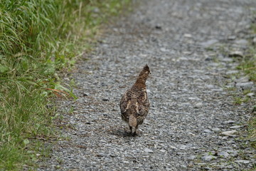 hazelgrouse hen on a way in the forest