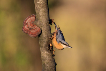 picchio muratore posato su un albero