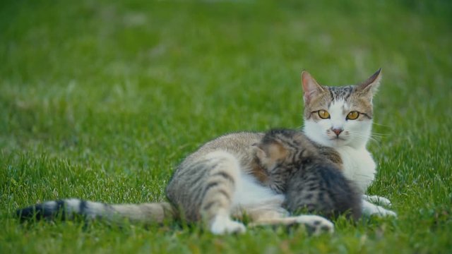 kitten sucks mom's milk