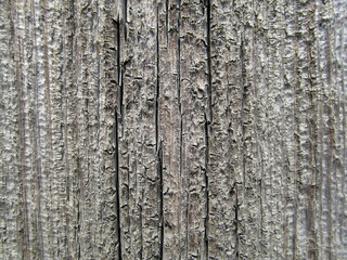 Wood texture background surface old natural pattern. Blank for design.