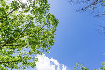 青空と緑　仙台の西公園