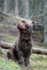 Fototapeta premium a hunting dog is looking for a bird on a tree 