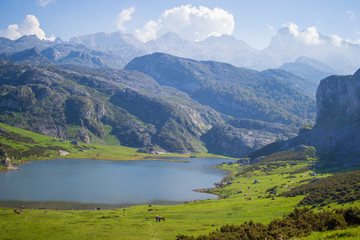 Naklejka na ściany i meble Beautiful view of Ercina Lake in Covadonga Lakes, Asturias, Spain. Green grassland with mountains at the background